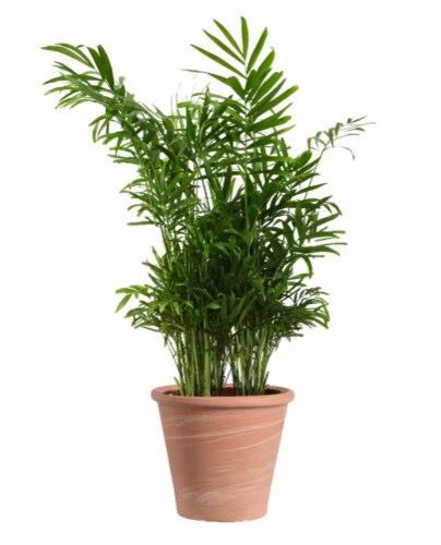 Elizabeth & Alexandra Palm Tree in Clay Pot Perspective: front