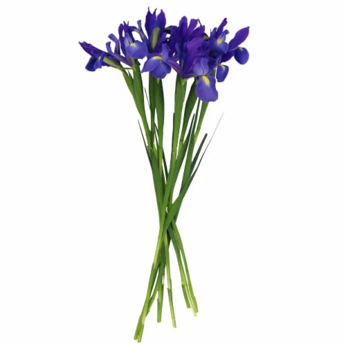 Iris Bunch Perspective: front