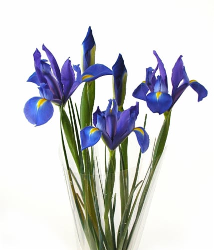 Fresh Cut Telstar Iris Perspective: front