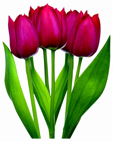 Tulips Perspective: front