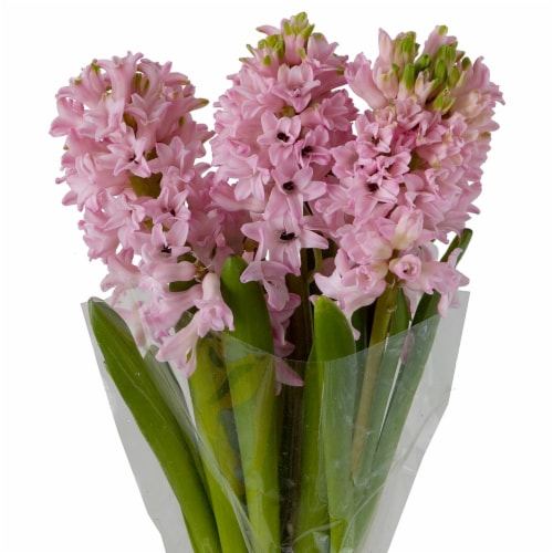 Hyacinth Bunch Perspective: front