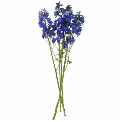 Delphinium Perspective: front