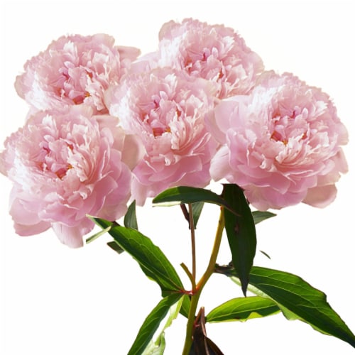 Fresh Cut Peony - Assorted Colors Perspective: front