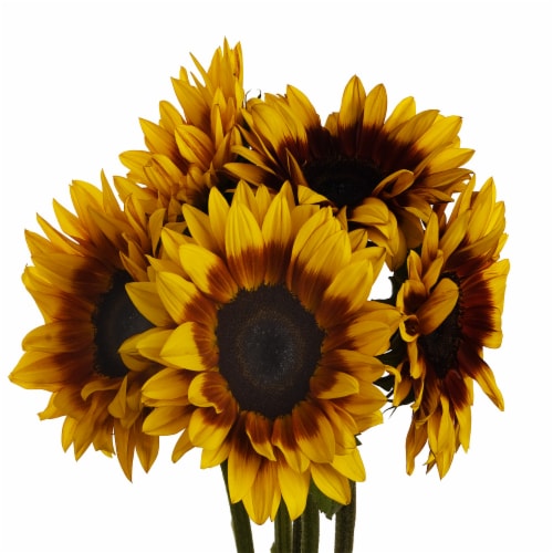 Fresh Cut Sunflowers Perspective: front