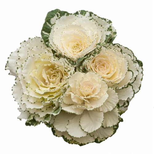 Sun Valley Floral Fresh Cut Brassica 3-Stem Perspective: front