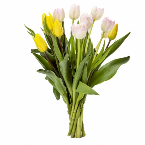 Fresh Cut Tulip Duet Perspective: front