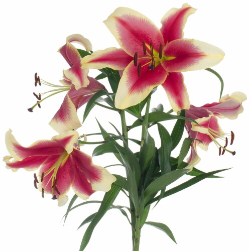 Fresh Cut Sonata Lilies Perspective: front