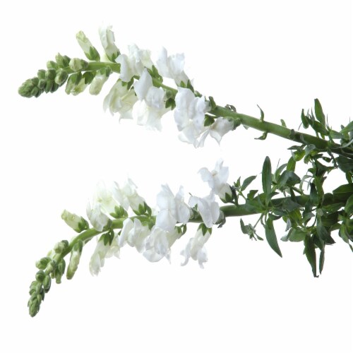 Sun Valley Floral Snapdragons - White Perspective: front