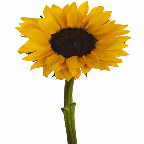 Sun Valley Floral Sunflowers Perspective: front