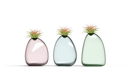 Lightness of Being Hardy Tillandsia Air Plant - Assorted Perspective: front