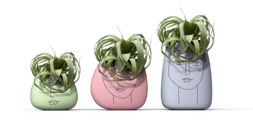 Potted Xerographica Air Plant Perspective: front