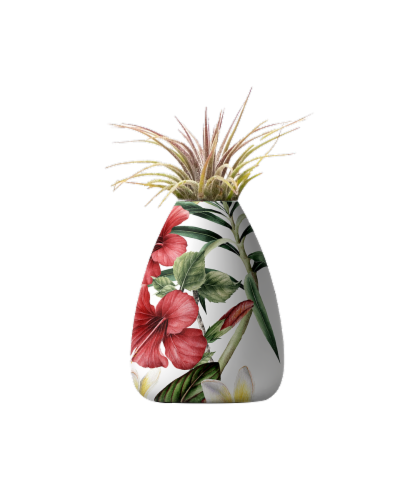 Hardy Tillandsia Potted Plant Perspective: front