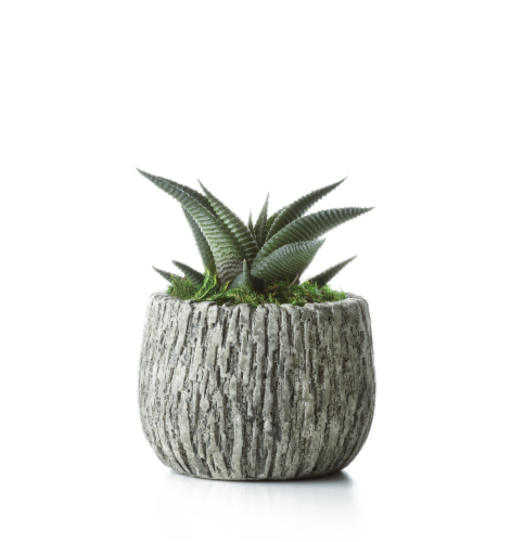 LiveTrends Woodland Succulent - Assorted Perspective: front