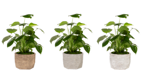 Monteverde Foliage House Plant Perspective: front