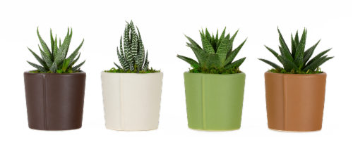 LiveTrends Studio Succulent - Assorted Perspective: front