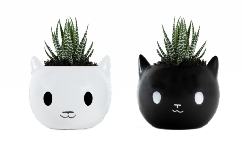 Havoc Cats Succulent in Decorative Planter - Assorted Perspective: front