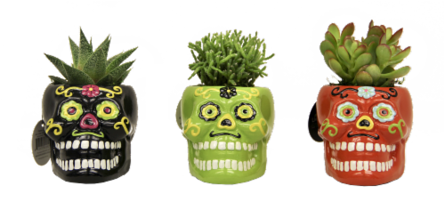 Sugar Skulls Plant in Decorative Planter - Assorted Perspective: front