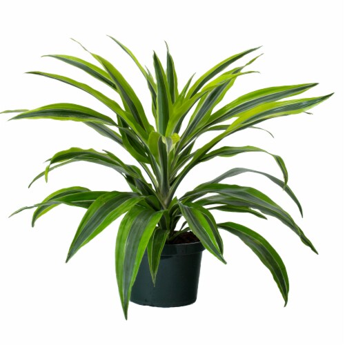 LiveTrends Assorted Foliage Potted Plants Perspective: front
