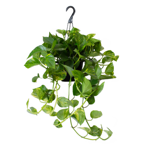 Hanging Foliage Basket Perspective: front