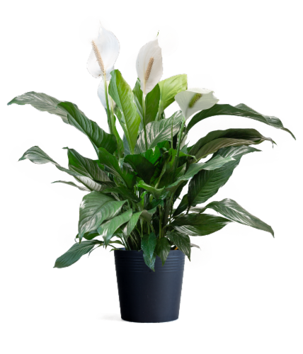 LiveTrends Spath Houseplant Perspective: front