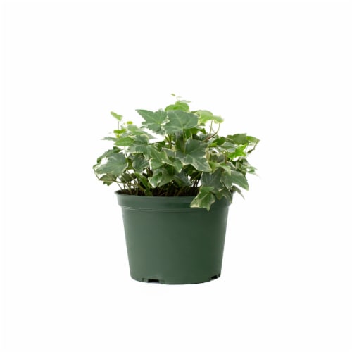 Foliage Potted Plant - Assorted Perspective: front