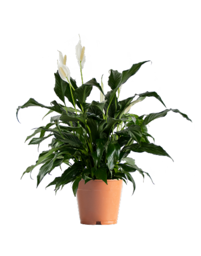 Premium Assorted Foliage Perspective: front