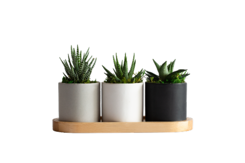 Three Towers Succelents - 3 pk - Black/White/Gray Perspective: front