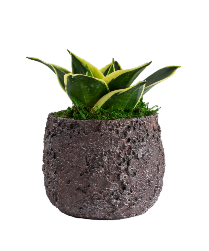 LiveTrends Volcanic Air House Plant Perspective: front