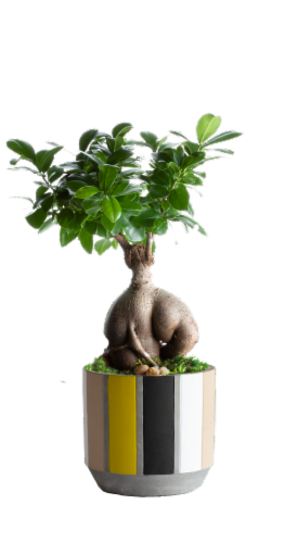 Urban Bonsai Tree Perspective: front