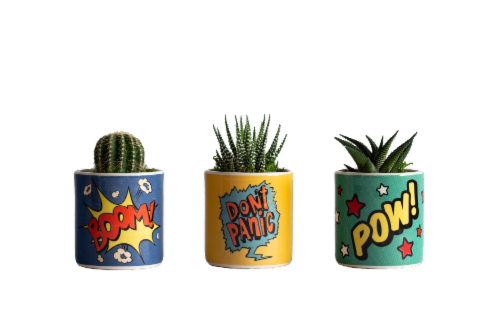 Flash Sounds Potted Succulents - Assorted Perspective: front