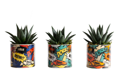 Comic Burst Potted Succulents - Assorted Perspective: front