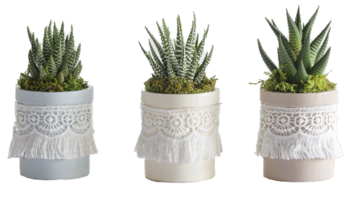 Pastel Fringe Foliage Plant Perspective: front