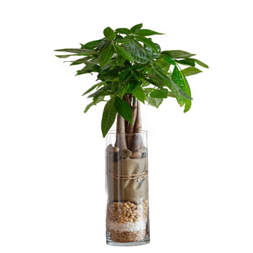 LiveTrends Premium Glass Designs Assorted Mix Perspective: front
