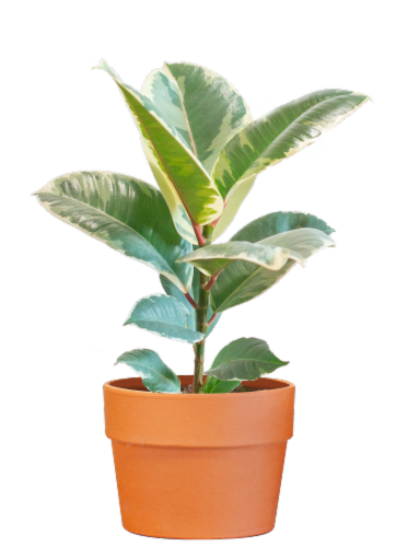 LiveTrends Classic Terracotta Plant Perspective: front
