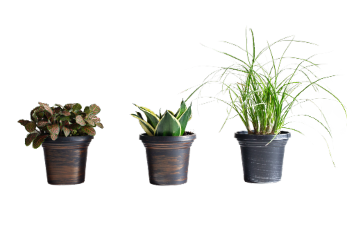 LiveTrends Foliage Variety by Stores Potted Plant Perspective: front