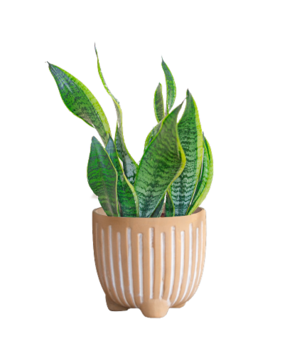 Large Boho Potted Plant - Assorted Perspective: front