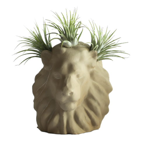 LiveTrends Serengeti Succulents - Assorted Perspective: front