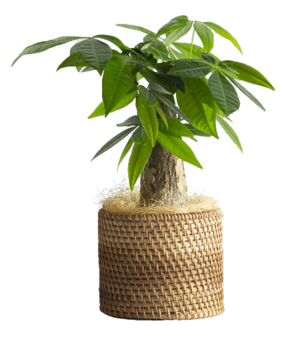 Wicker Potted Pachira Perspective: front