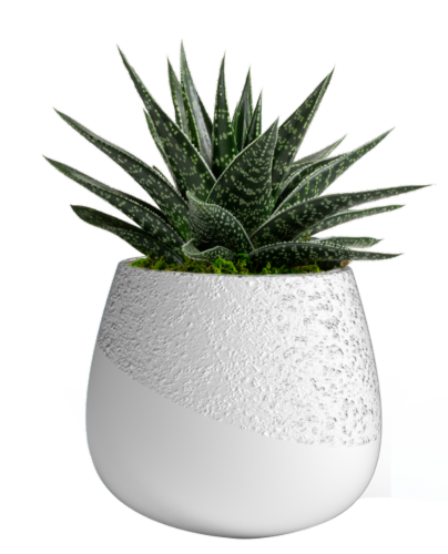 LiveTrends Succulent - Frost Perspective: front