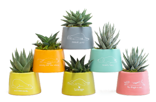 Cute Moody Assorted Succulent Potted Plant Perspective: front