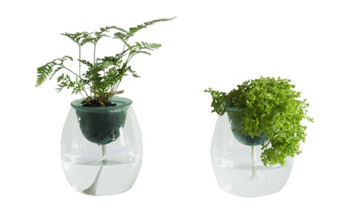Water Wick Potted Plant Perspective: front
