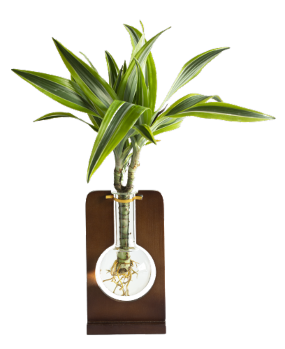 Organic Dracaena in Flask Pot Perspective: front