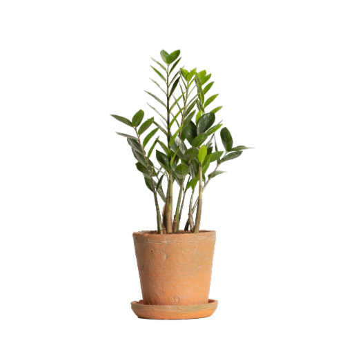 LiveTrends Petite Terrafirma Plant Perspective: front
