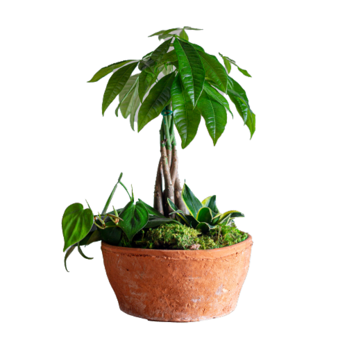 LiveTrends Terrafirma Money Tree Garden Perspective: front