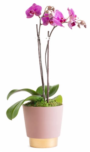 LiveTrends Ceramic Elegance Pink Orchid (Approximate delivery is 2-5 days) Perspective: front