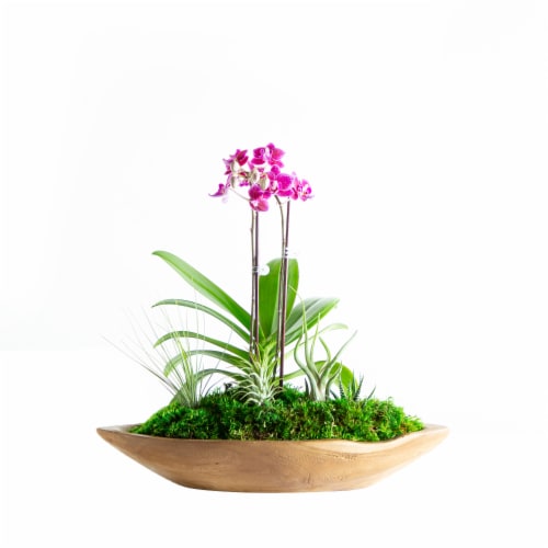 LiveTrends Paradise Orchid Garden (Approximate delivery is 2-5 days) Perspective: front