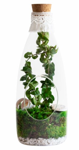 Hoya Plant Lace Bottle (Approximate delivery is 2-5 days) Perspective: front