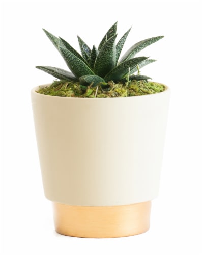 LiveTrends Ceramic Elegance Pot Succulent - Cream (Approximate delivery is 2-5 days) Perspective: front