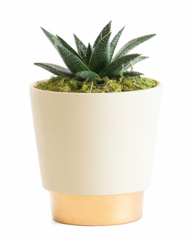 LiveTrends Ceramic Elegance Pot Succulent - Cream (Approximate delivery is 2-5 days) Perspective: front