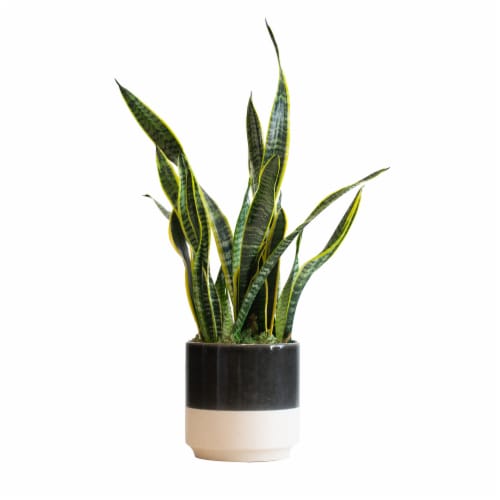 LiveTrends Snake Plant in Ceramic - Black/Cream (Approximate delivery is 2-5 days) Perspective: front